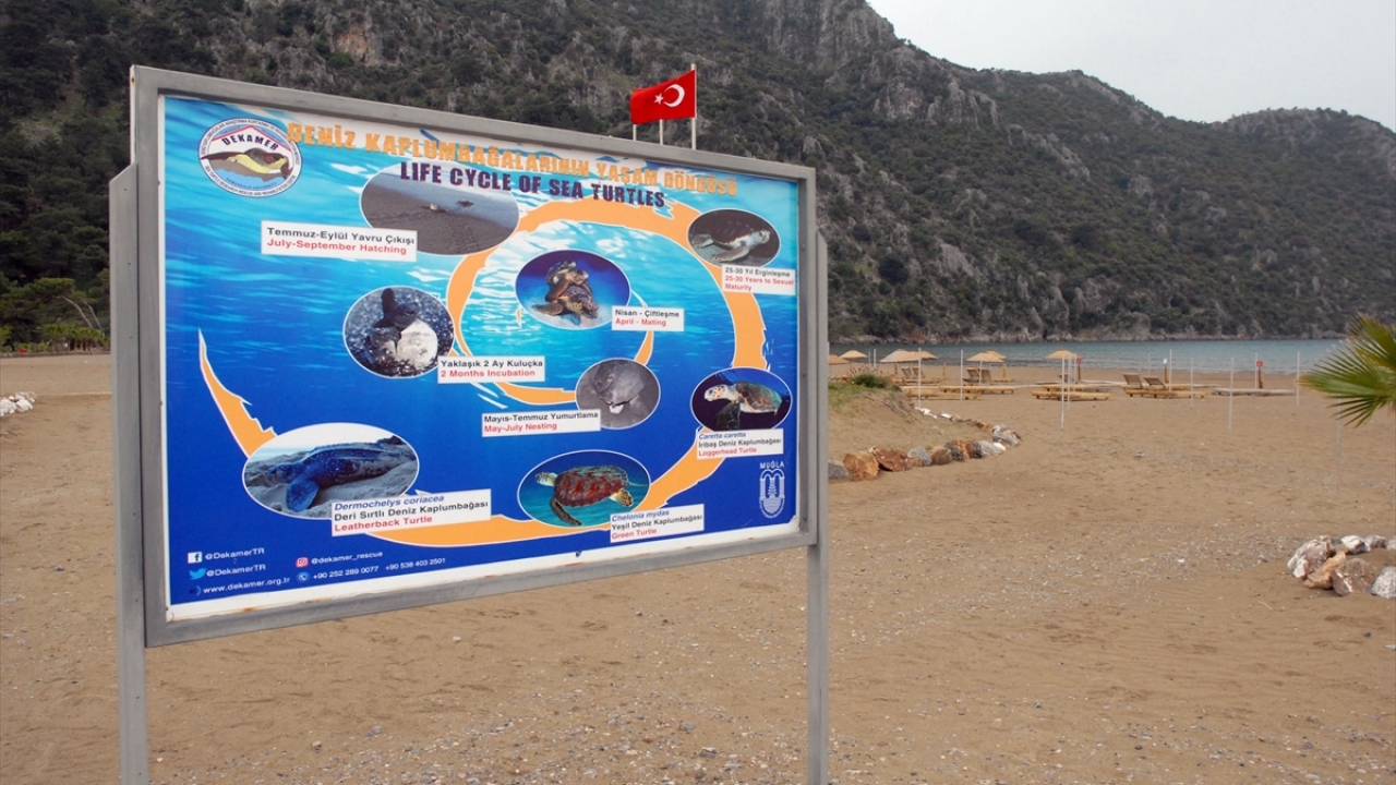 Doğdukları kumsala geliyorlar