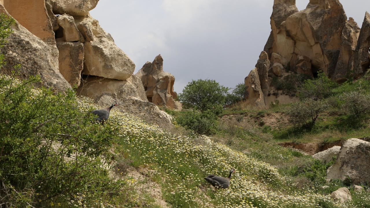 UNESCO Dünya Mirası Listesi`nde yer alan, Türkiye`nin önemli turizm merkezlerinden Kapadokya, doğanın uyanmasıyla birlikte seyrine doyum olmayan manzaraya sahip oldu.