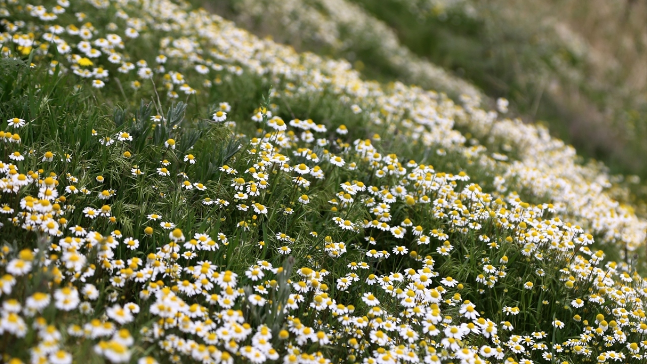 Doğal kaya oluşumları ve peribacalarıyla çevrelenen Kılıçlar, Güllüdere, Zemi ve Aşk Vadilerindeki bazı alanlarda köylülerce araziye bırakılan at ve kümes hayvanları da ilginç görüntü oluşturdu. 