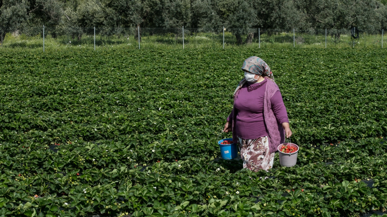 Hava sıcaklığının 25 dereceye yaklaştığı Menemen`de çoğunluğu kadınlardan oluşan işçiler, Covid-19 salgınına karşı tedbirlerini alarak tarlada ter döküyor. 