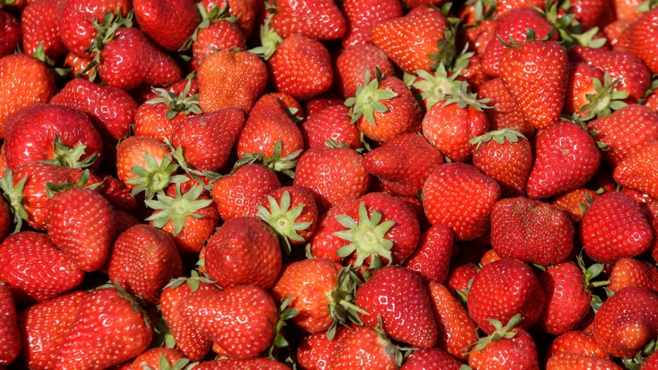 Lezzeti ve aromasıyla tüketicinin tercih ettiği ve ülke genelinde Emiralem çileği olarak da bilinen meyve, raf ömrünün kısa olmasından dolayı ağırlıklı olarak iç piyasada tüketiliyor. 