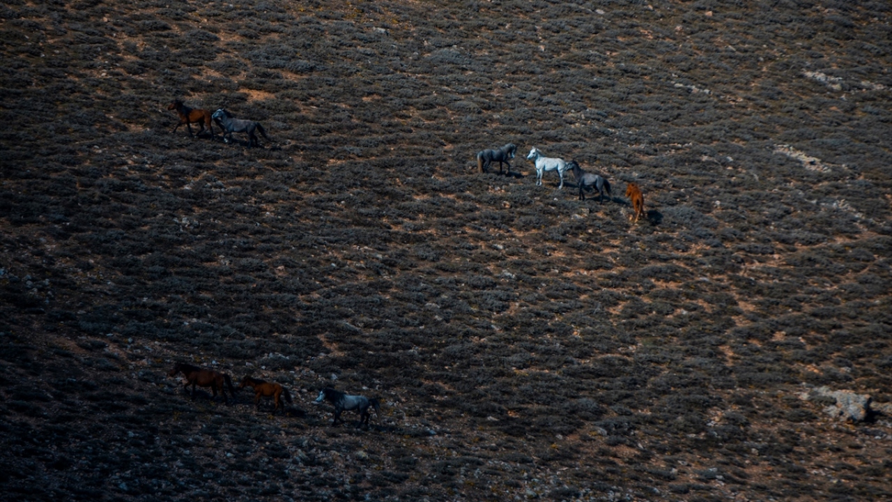 Yaylada otlayan ve kar sularının oluşturduğu göletlerden su içen atlar, Afyonkarahisar Valiliği Tanıtım Ofisince drone kamera ile görüntülendi.