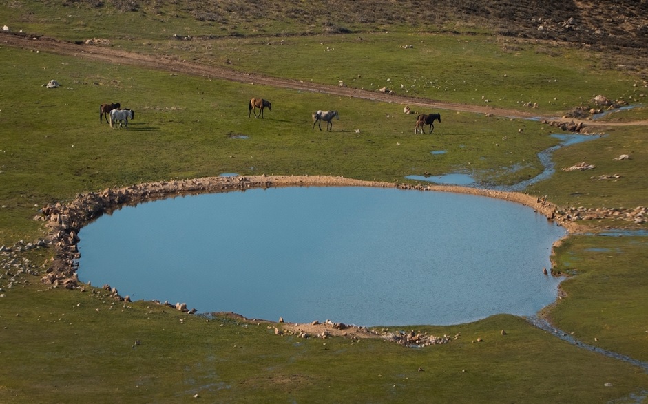 Koloni halinde gezen yılkı atları, kamerayı fark edince bir anda koşturmaya başladı. Yaylada koşturan atların görüntüsü izleyenleri büyüledi. 