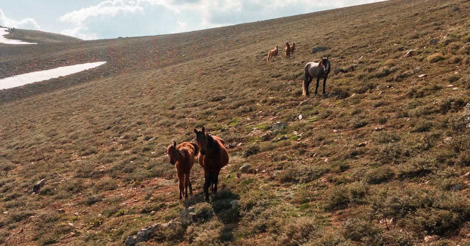 Emirdağ`da yaşayan Recep Morca, yaptığı açıklamada, yılkı atlarını izlemenin heyecan verici olduğunu dile getirdi.