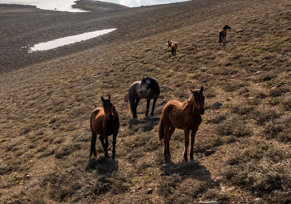 Emir Dağları`nın yüksek kesimlerindeki yaylalarda hayvancılık yapıldığını anlatan Morca, şunları kaydetti: