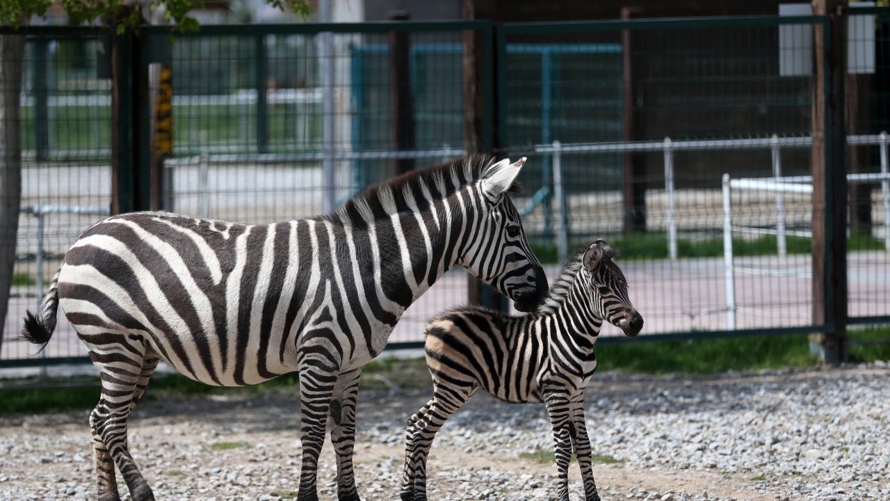Hayvanat bahçesinde 7 gün önce sağlıklı şekilde doğan ve günün büyük bölümünü annesiyle geçiren yavru "Dilek", kalan zamanda bakıcıların gözetiminde oyun oynuyor.