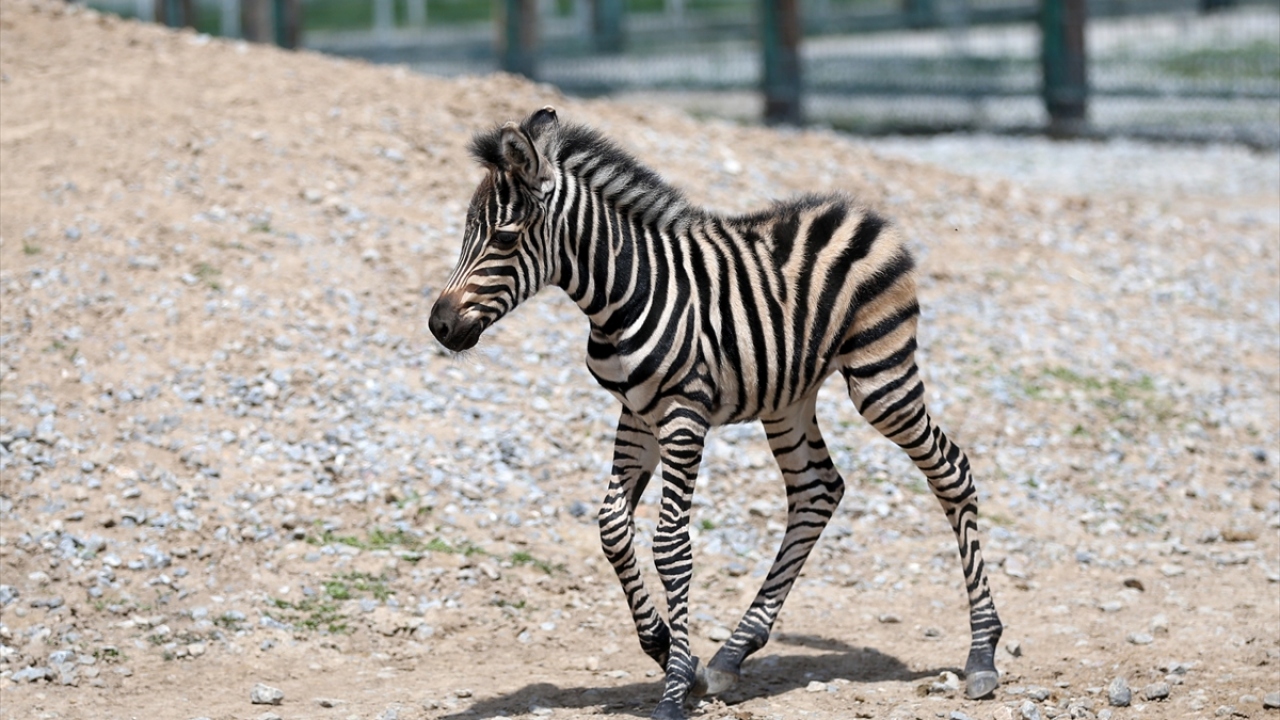 Veteriner hekimler tarafından düzenli olarak kontrolden geçirilen zebra yavrusu, sağlıklı gelişebilmesi için anne sütüyle besleniyor.
