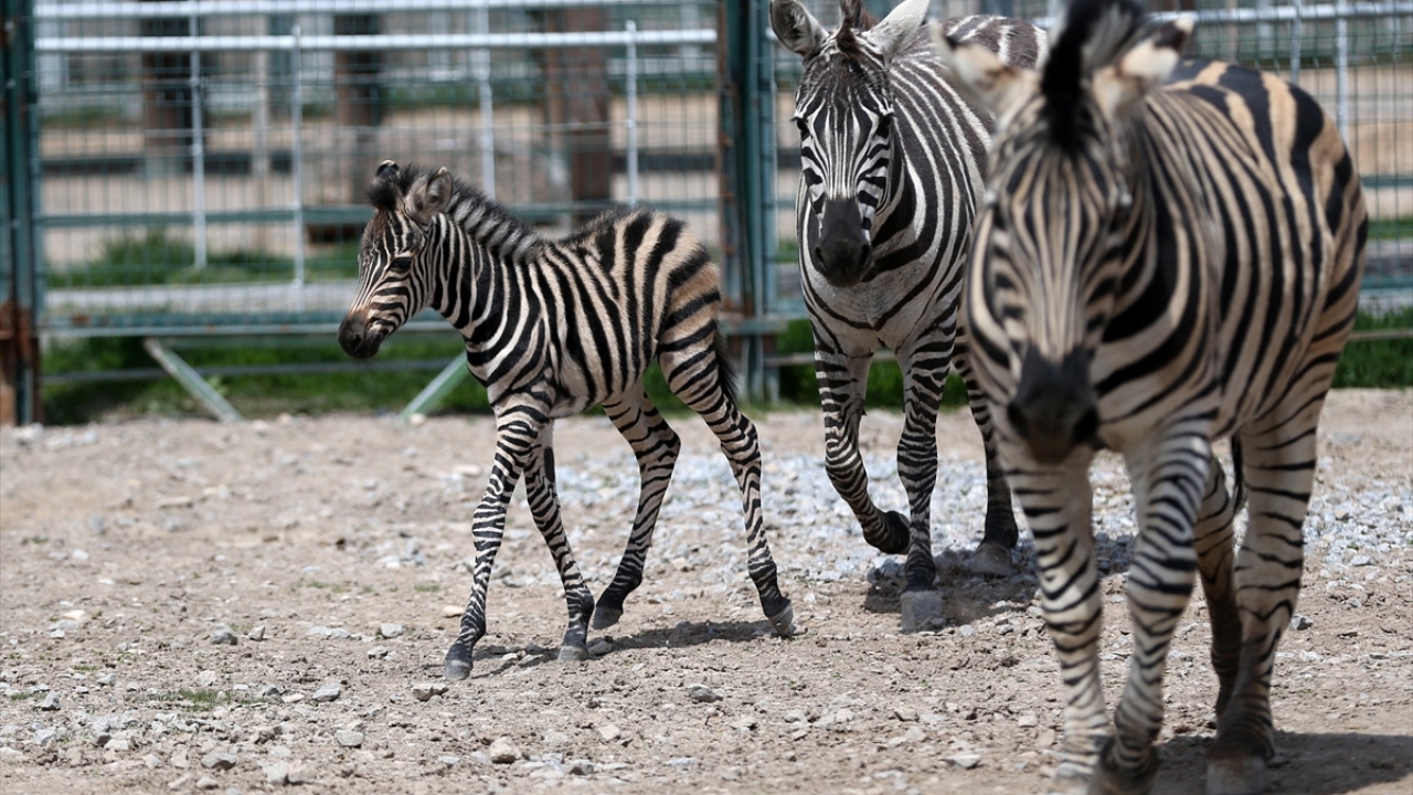 Kayseri`de 180 bin metrekarelik alana kurulu, yaklaşık 2 bin hayvanın barındığı hayvanat bahçesinin çalışanları da hareketleriyle etrafına neşe saçan yavrunun sağlığı için yoğun çaba harcıyor.