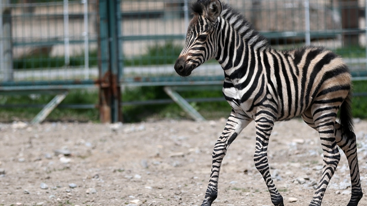 Büyükşehir Belediye Başkanı Memduh Büyükkılıç, zebra yavrusunun ailesiyle doğal hayatta gibi yaşayacağını belirtti.