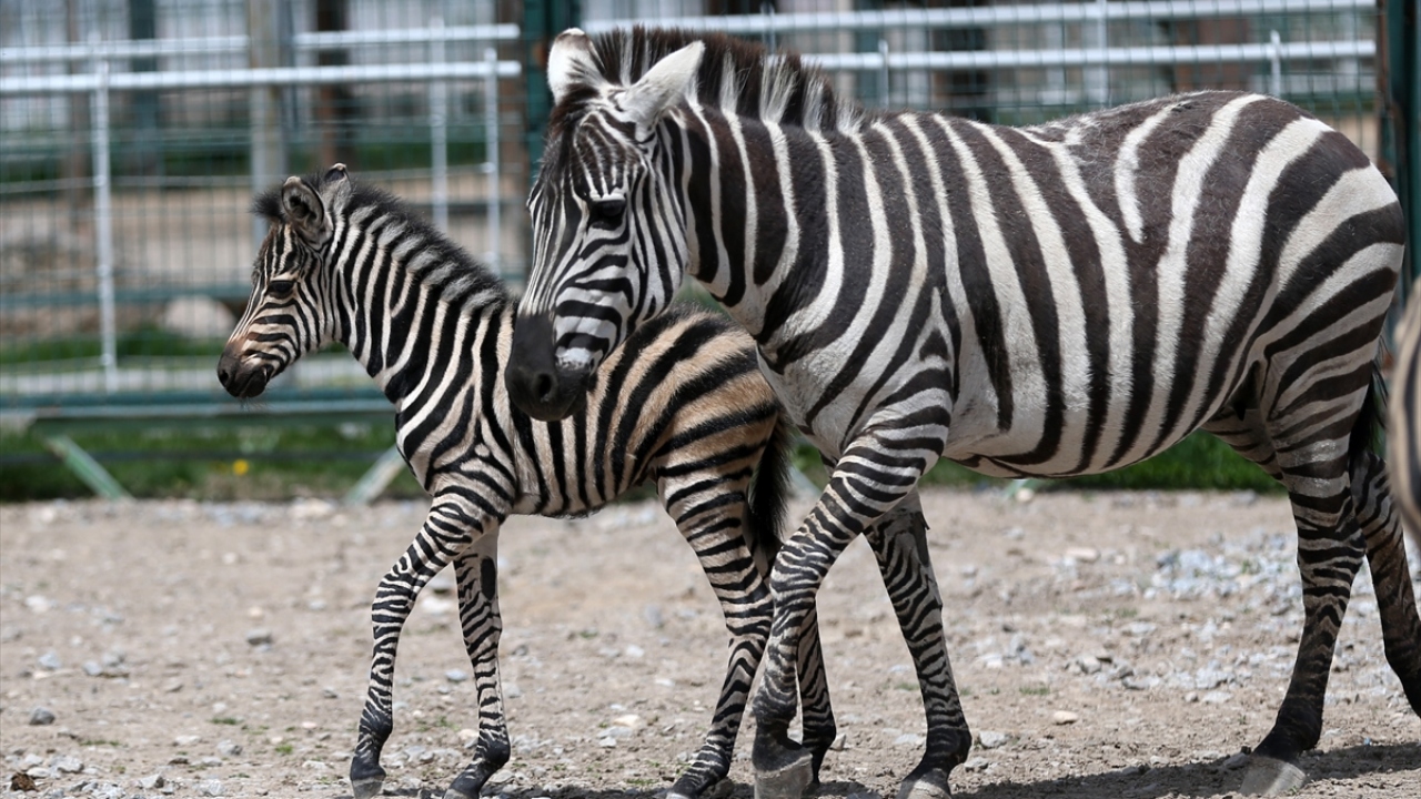 Covid-19 nedeniyle "Dilek" ismi verildi