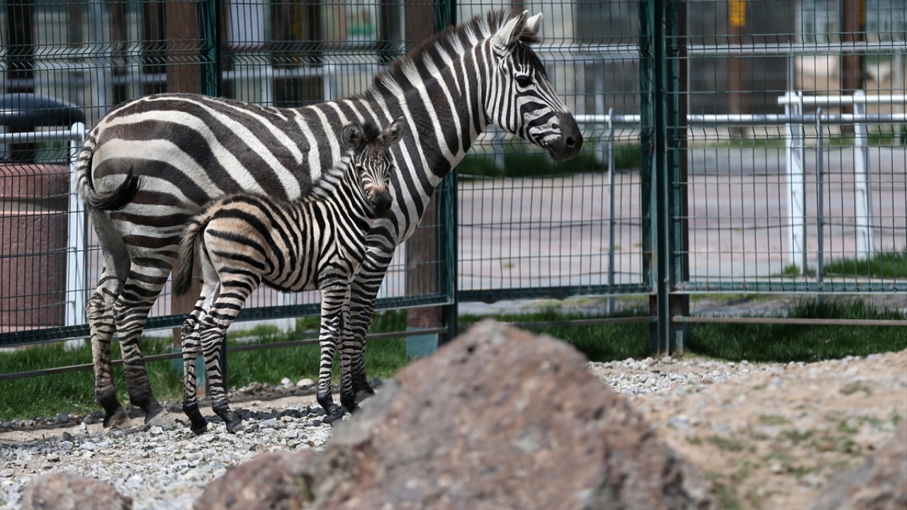 Hayvanat Bahçesi sorumlusu Burhanettin Bacak ise yaptığı açıklamada, zebra yavrusunun sağlık durumunun gayet iyi olduğunu, onu sürekli takip ettiklerini dile getirdi.