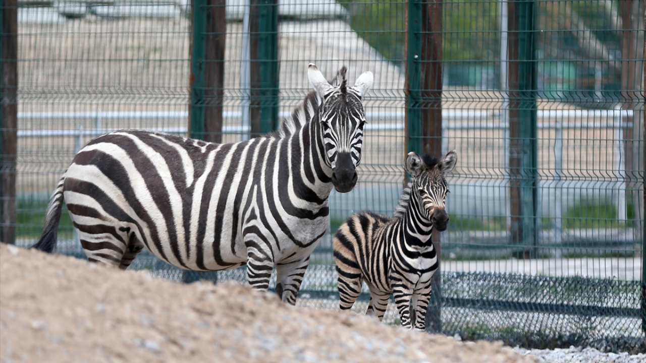 Her yıl yüz binlerce ziyaretçiyi ağırlayan hayvanat bahçesinde her ay farklı türden çok sayıda yavrunun dünyaya gözlerini açtığını belirten Bacak, bu konuda tecrübeli olduklarına işaret etti.