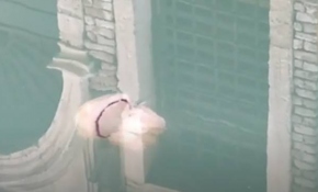 Venedik'in berraklaşan sularında denizanası görüntülendi