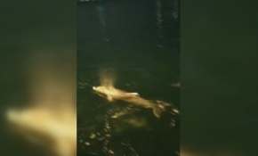 Boğaz'ın yeni sahibi yunuslar