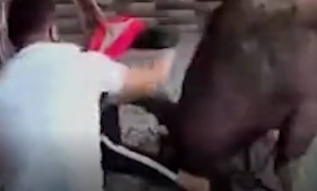 Çin’de bir anne ve bebeğine bufalo saldırdı