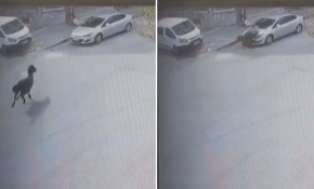 Görüntüleri izleyince şok geçirdi: Başıboş at aracına hasar verdi