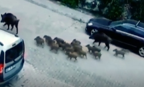 Aç kalan domuzlar Marmaris sokaklarında yiyecek aradı