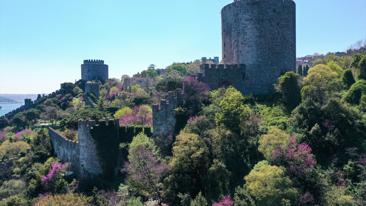 Anavatanı Güney Avrupa ve Batı Asya olarak bilinen erguvan ağaçları, Türkiye`de Ege ve Marmara bölgelerinde yoğun olarak görülüyor. 