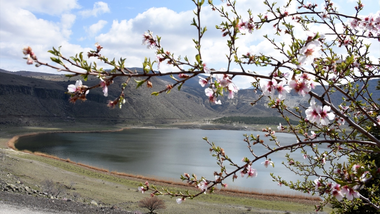 Papatyalar ayrı bir güzellik katıyor