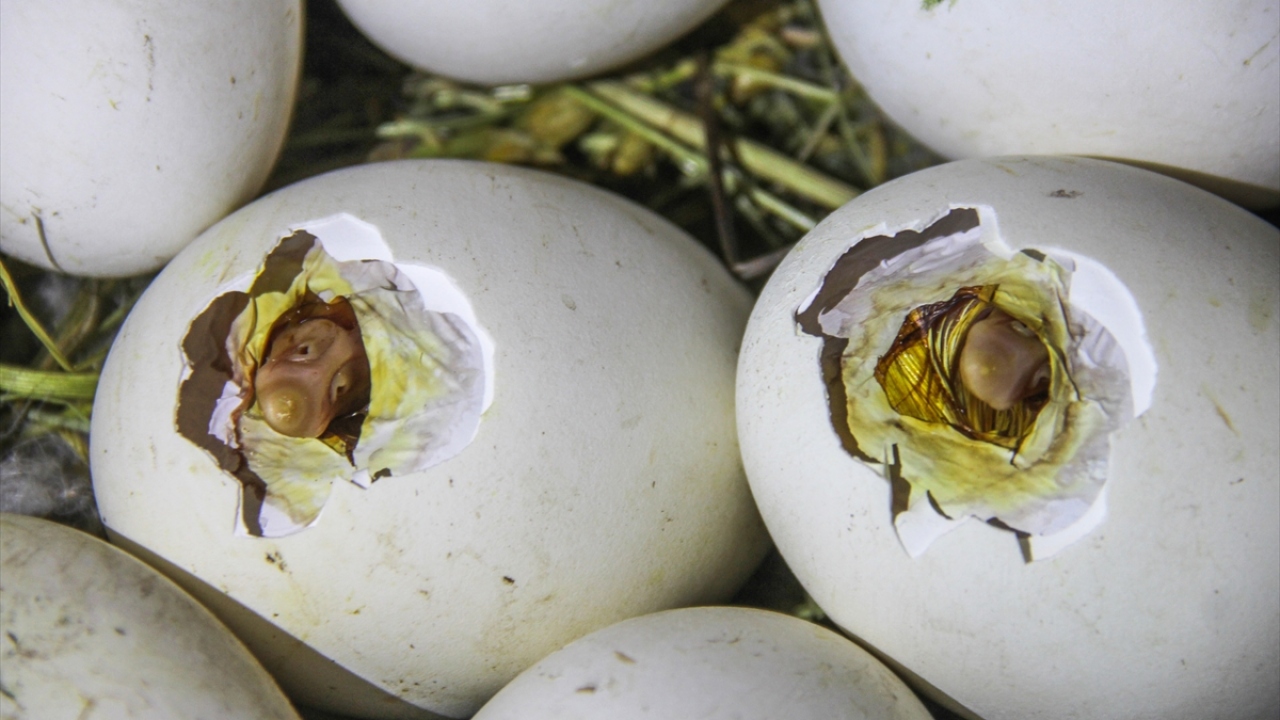 Anaç kazlar evlerde veya ahırlarda kendileri için yapılan yerlerde yumurtlamaya başlıyor, besicilik yapan kadınlar da bu yumurtaları alarak serin bir yerde biriktiriyor.