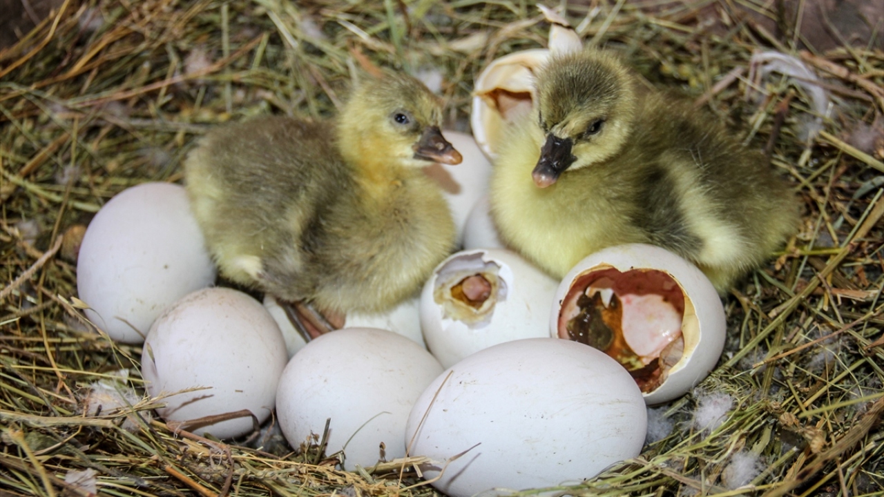 Şubat ayında yumurtlamaya başlayıp martta kuluçkaya yatan anaç kazlar, yaklaşık bir aylık kuluçka sürecinin ardından yavrularını çıkartmaya başlıyor.