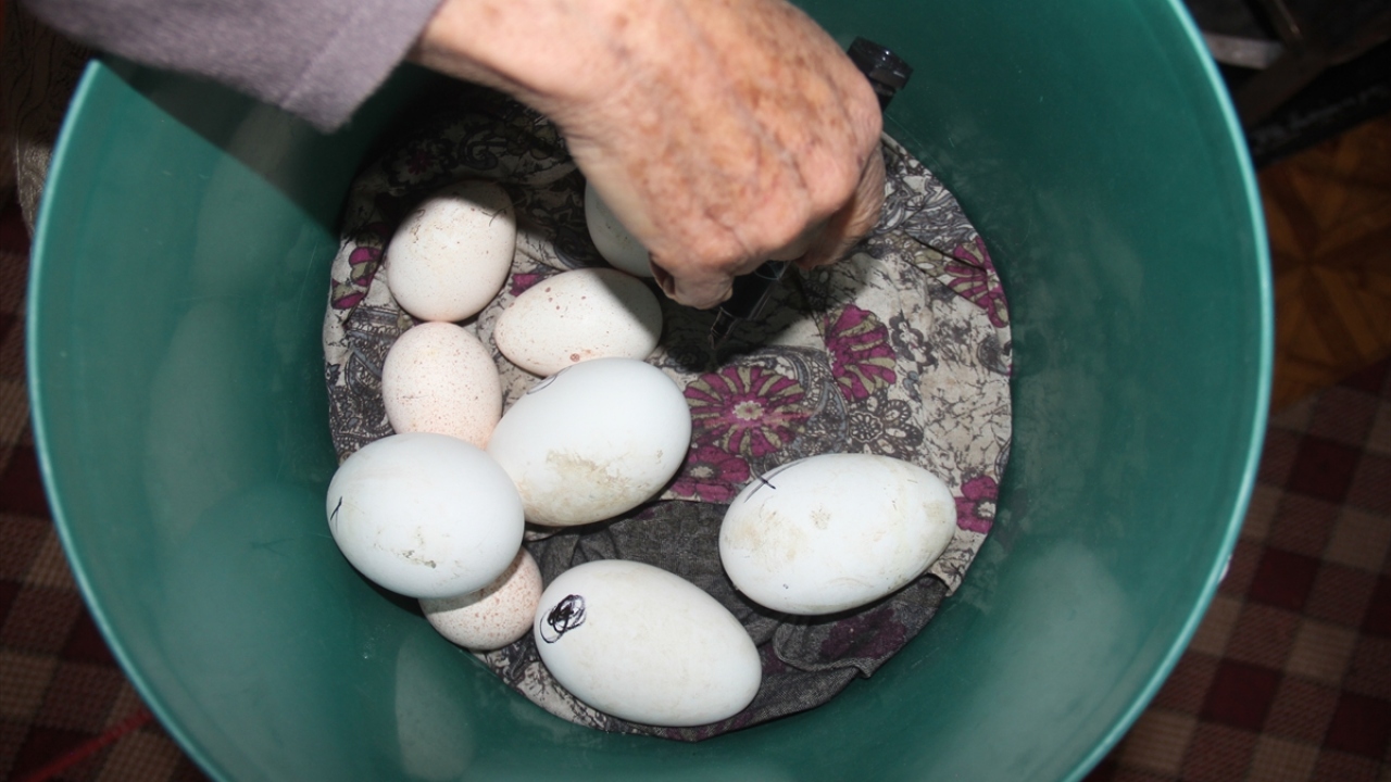Şu sıralar yumurtalardan çıkmaya çalışan ve yöre halkınca "bilik" olarak adlandıran kazların ilk yavrularının gün ışığını görme çabası objektiflere yansıdı.