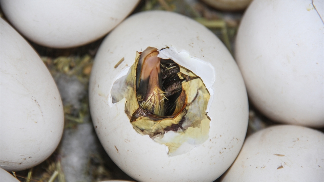 Kaz yetiştiricisi Tükezziban Pastutmaz, yaptığı açıklamada, kuluçka dönemindeki kazlara özenle baktıklarını söyledi. 