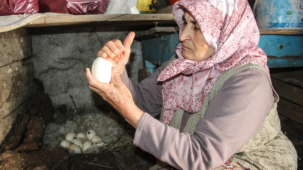 "Bebeğe nasıl mama verilirse onlara da mama veriyoruz"