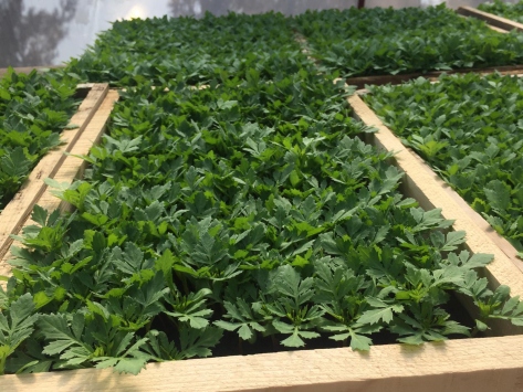 Safranbolu'da çiçekler toprakla buluştu