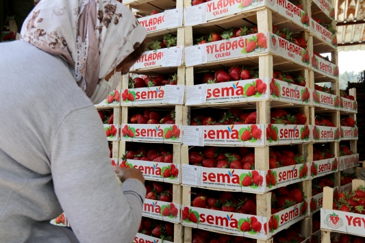 Yayladağı'nda çilek hasadı başladı