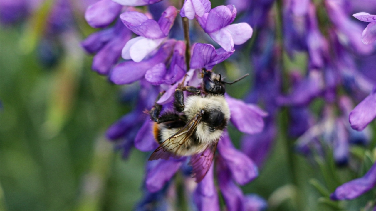Türkiye`nin en yüksek rakımlı bölgesi olan Doğu Anadolu`da, şu sıralar havaların ısınmasıyla bahar tüm güzelliğiyle kendisini gösterdi.