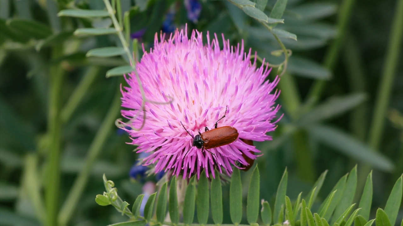 Iğdır`da rengarenk açan çiçekler, eriyen kar sularıyla coşan akarsular, yeşeren araziler ve canlanan doğa, birçok yaban hayvanına olduğu gibi böceklere de yaşam alanı sunuyor. 