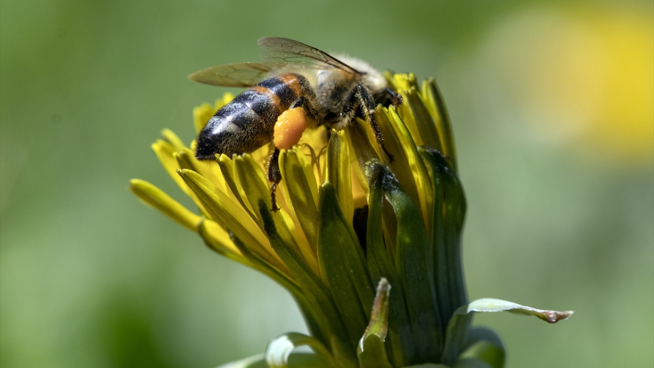 Baharla yeniden canlanan doğada daha çok görülen böcekler, sağladıkları yararlar ve doğal denge ile doğanın gizli kahramanları gibi.