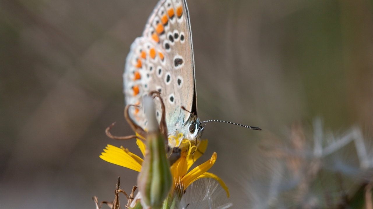 Doğaya ayrı bir renk katan arı ve kelebeklerin yanı sıra tırtıl gibi böcekler, ilkbaharın gelmesiyle çiçek ve çeşitli bitkilerle renk cümbüşü oluşturdu.