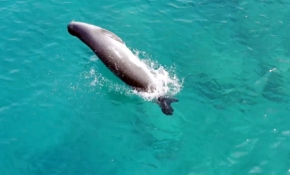 Nesli tehlike altındaki Akdeniz foku drone ile görüntülendi