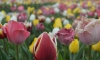 Frigya Çiçek Bahçesi lalelerle rengarenk oldu