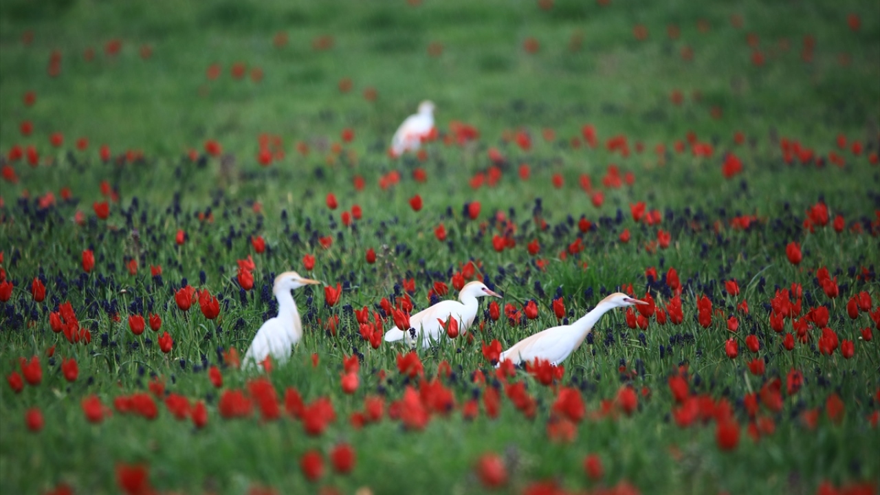Ovayı kırmızıya bürüyen tarlalar bu yıl kuş sesleri ile yankılandı.
