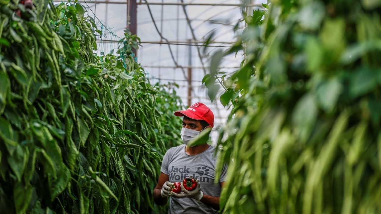 Türkiye`nin yaş sebze ve meyve ihtiyacının büyük bölümünün karşılandığı Antalya`da, ramazan ayında da üretim hız kesmeden devam ediyor.
