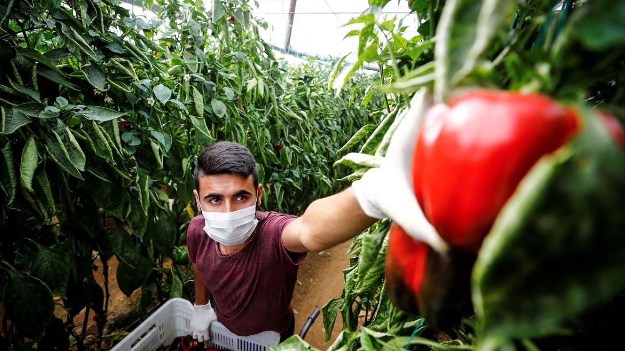 Sahuru yaptıktan sonra seralarının yolunu tutan çiftçiler, iftar saatine kadar çalışmaya devam ediyor.