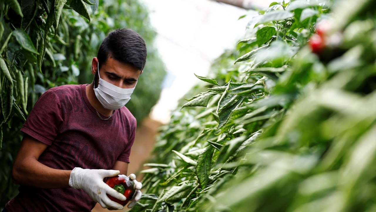Yeni tip koronavirüsle (Covid-19) mücadele kapsamında sosyal mesafe kuralına uyarak, hijyenik koşullarda üretim gerçekleştiren çiftçiler, maske ve eldiven kullanımına da dikkat ediyor. 