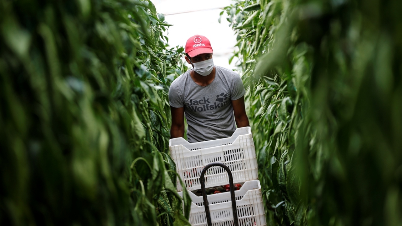 Biber, domates, salatalık, patlıcan gibi sebzelerin yer aldığı seralarda ürünlerini hassasiyetle yetiştiren çiftçiler, yaşam alanına çevirdikleri seralarında günün büyük bölümünü geçiriyor.