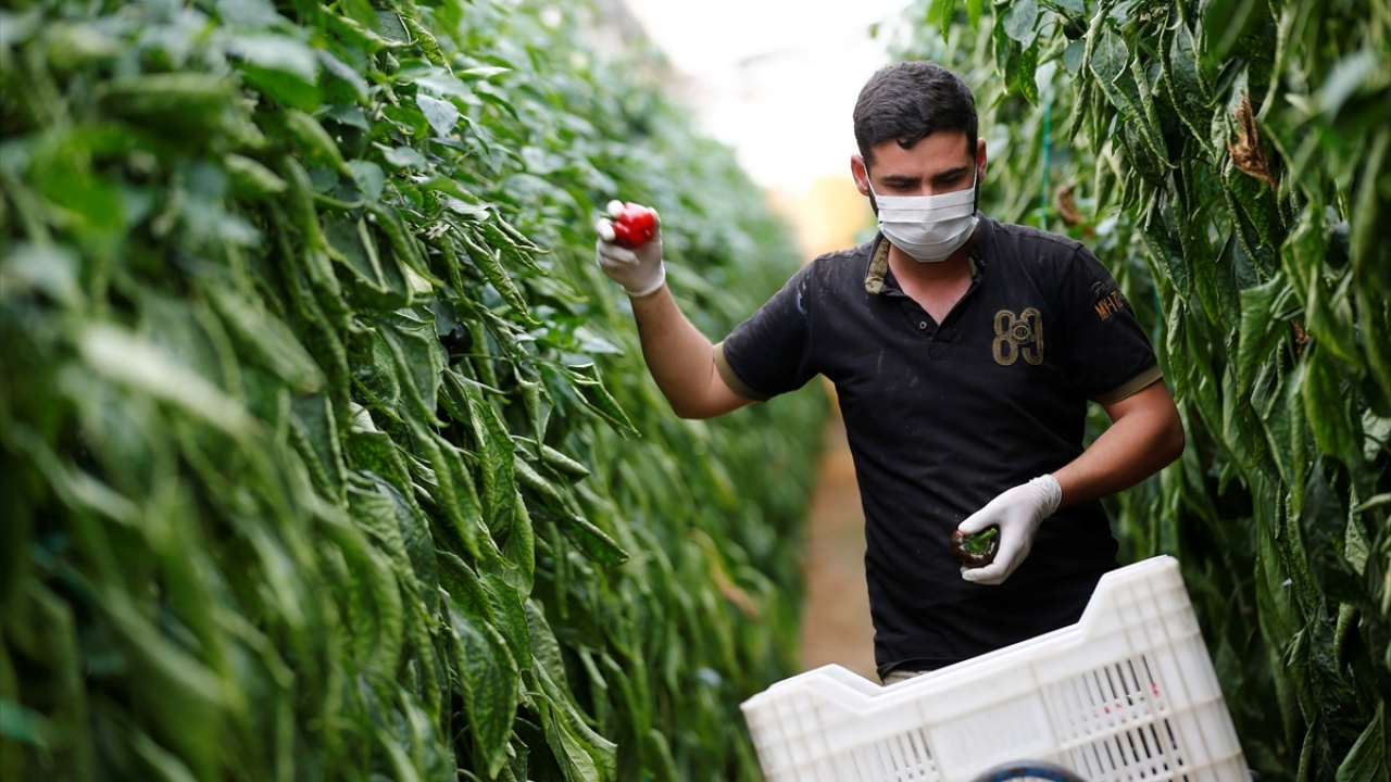 Çiftçiler, iftar saatine kadar çalışarak, yetiştirdikleri yaş sebze ve meyveleri Türkiye`nin dört bir köşesindeki vatandaşlara ulaştırıyor. Yörede yetiştirilen yaş sebze ve meyveler yurt dışına da ihraç ediliyor. 