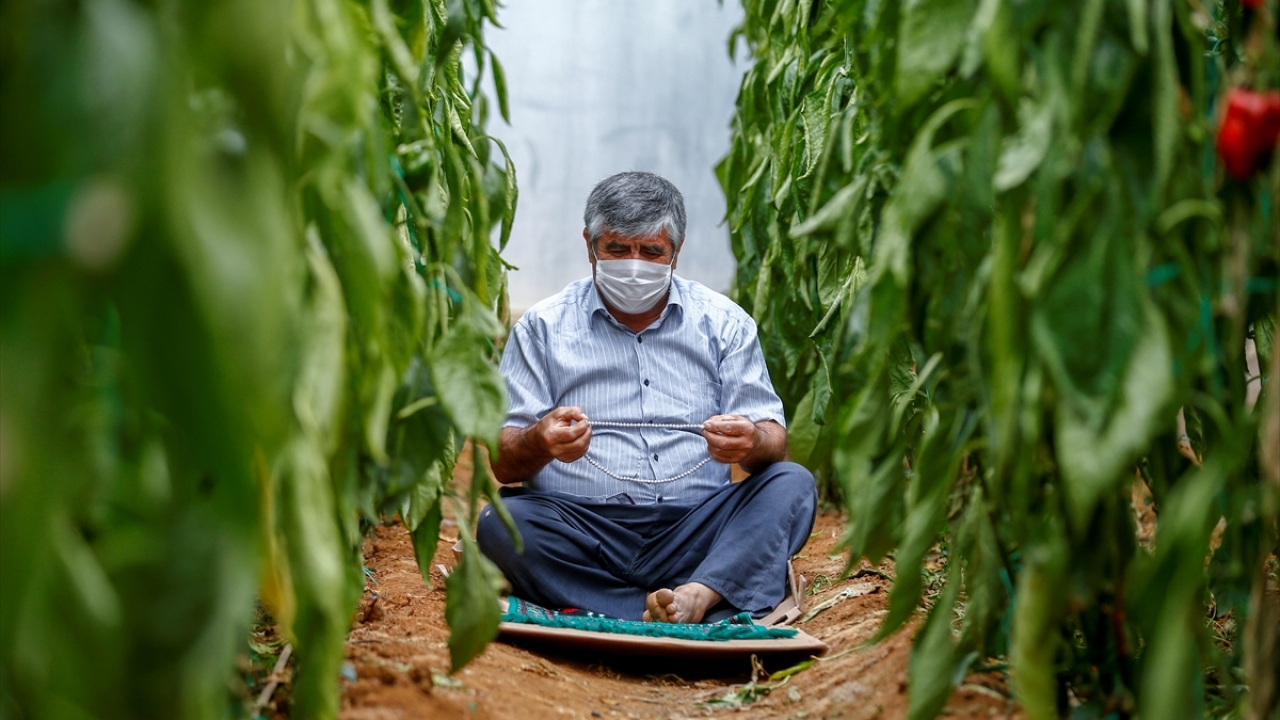 Günün büyük bölümünü geçirdikleri seralarda salgına karşı tedbiri hep üst seviyede tuttuklarını belirten Kahya, "Sıcaklarda çalışmak zor oluyor ama ekmeğimizi burada kazanıyoruz." dedi.
