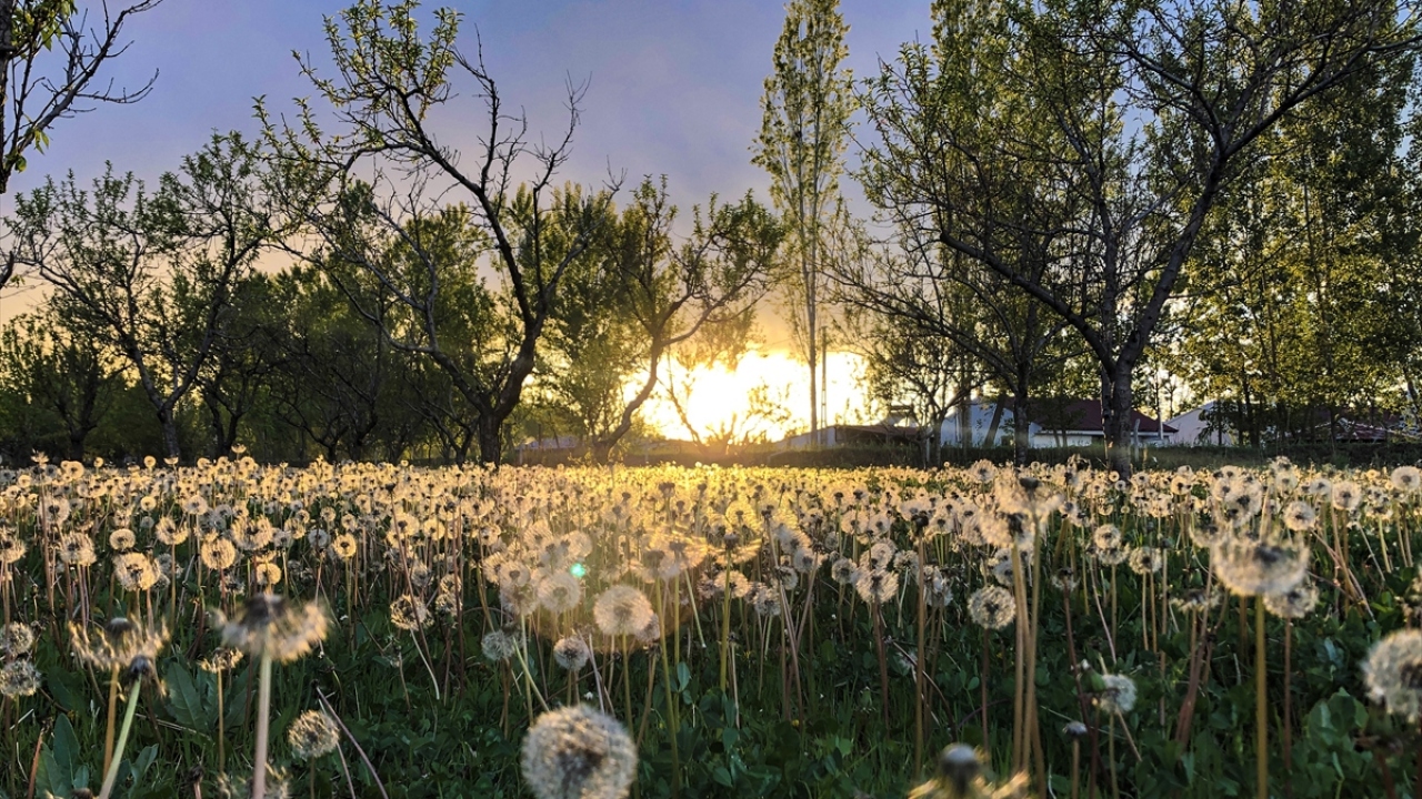 Beyaz ve yuvarlak tüylü kısmıyla fotoğraflara konu olan karahindiba, Iğdır`da da süslediği arazileri ziyaret edenlere görsel güzellikler sunuyor. 