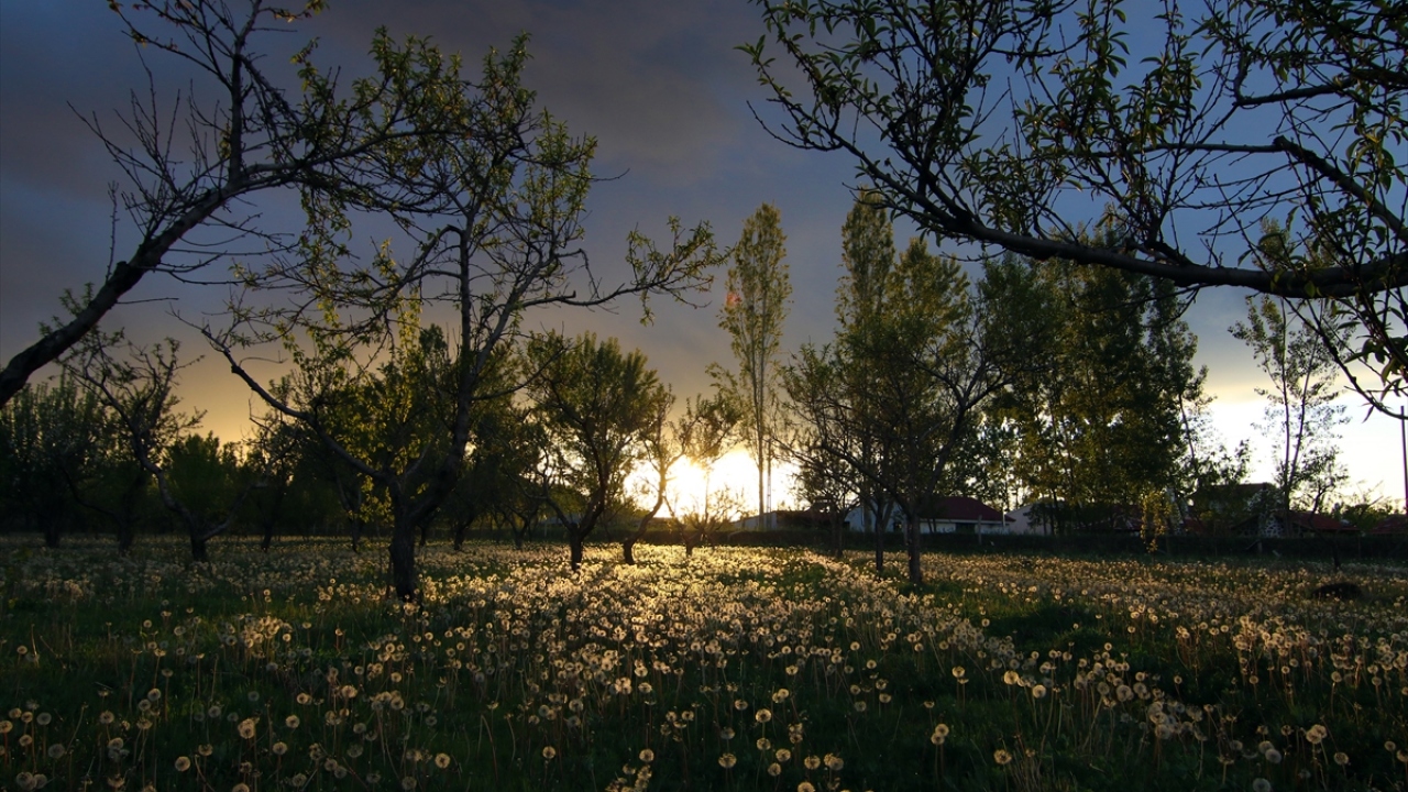 Iğdır Üniversitesi Teknik Bilimler Meslek Yüksekokulu Dr. Öğretim Üyesi Belkıs Muca Yiğit, yaptığı açıklamada, karahindibanın Latince adıyla "taraxacum" bitki grubuna ait bir bitki olduğunu söyledi. 