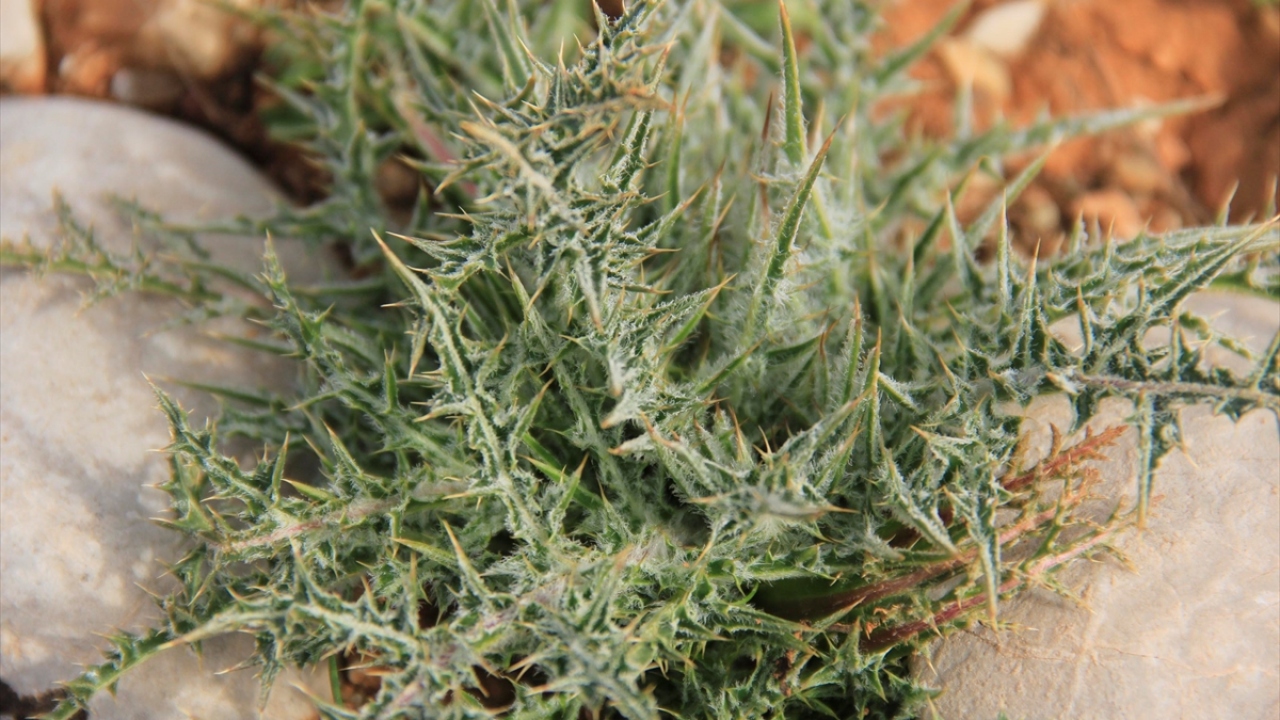 Kilometrelerce yolculuğun sonunda araziden eve ulaşan kadınlar, kengerleri dikenlerinden tamamen ayıklamak için tek başına ya da komşularının yardımıyla bir çalışma yürütüyor.