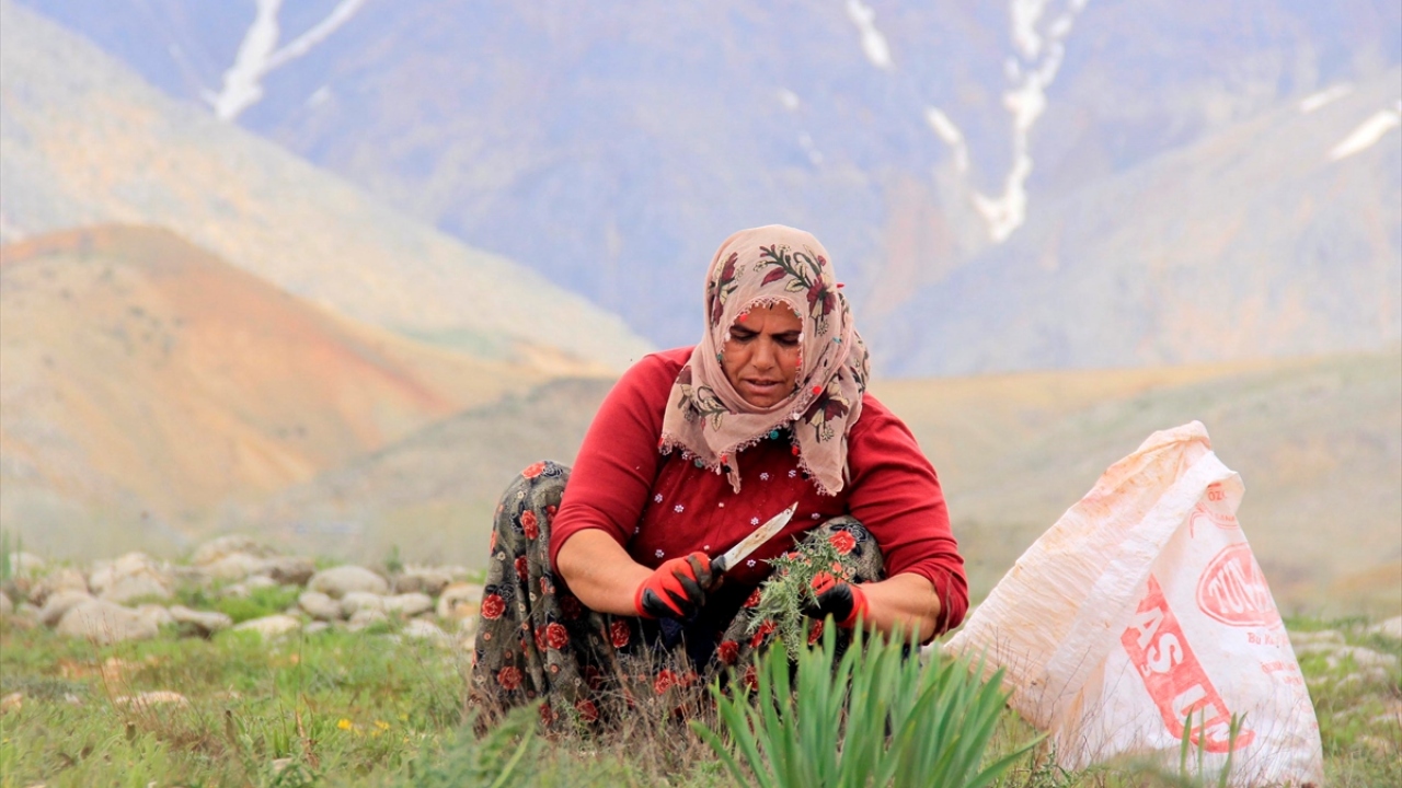 Zengin bitki örtüsü çeşitliliği ve sahip olduğu endemik türler bakımından öne çıkan ilçede, ilkbahar aylarında dağlık alan, orman ve dere kenarlarında kendiliğinden yetişen kenger, tadıyla dikkati çekiyor. 