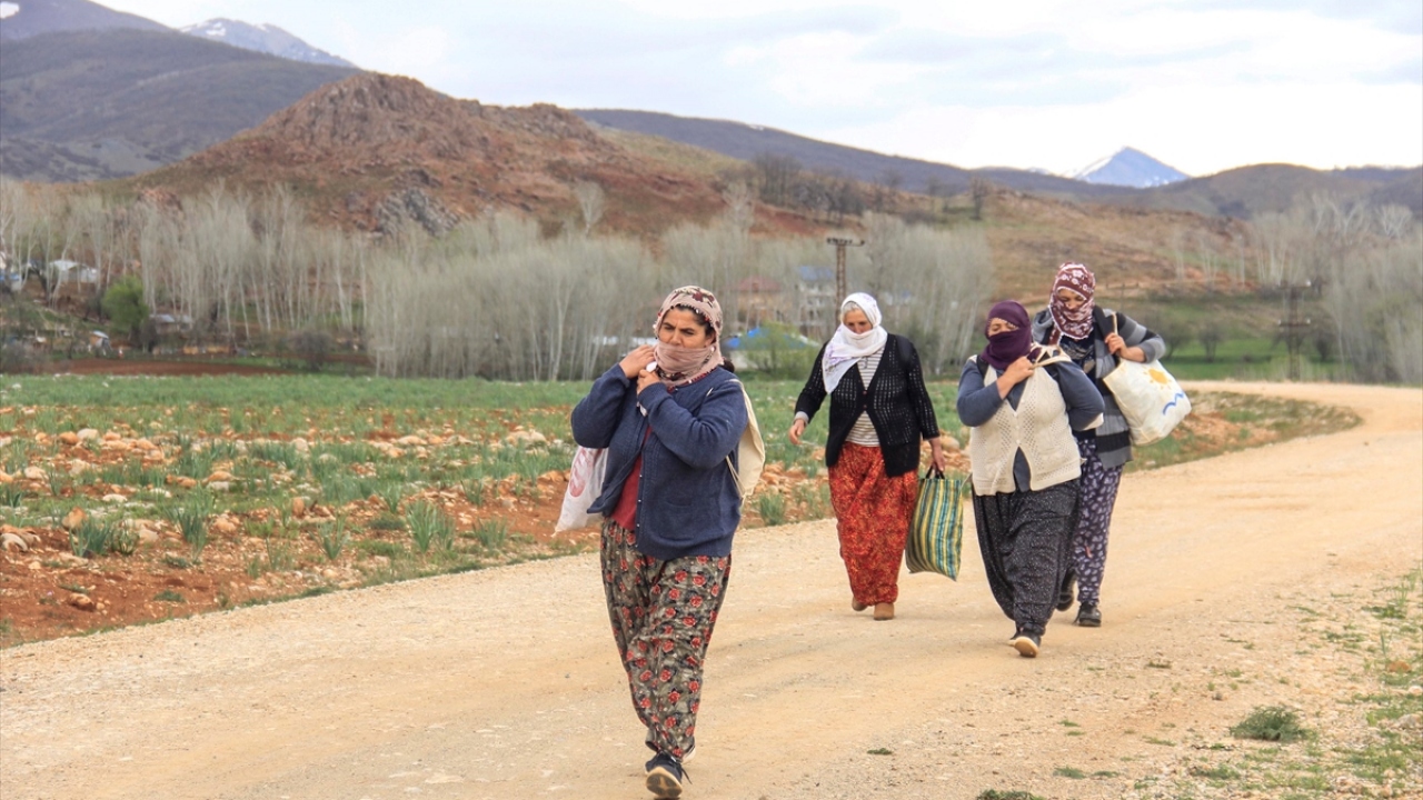 Munzur Dağları`nın hakim olduğu 1500 rakımlı Ovacık`ta, ilkbaharın gelmesiyle karların eridiği alanlarda ortaya çıkan ve şifa deposu olarak bilinen kenger bitkisi, lezzetiyle damaklarda eşsiz bir tat bırakıyor. 