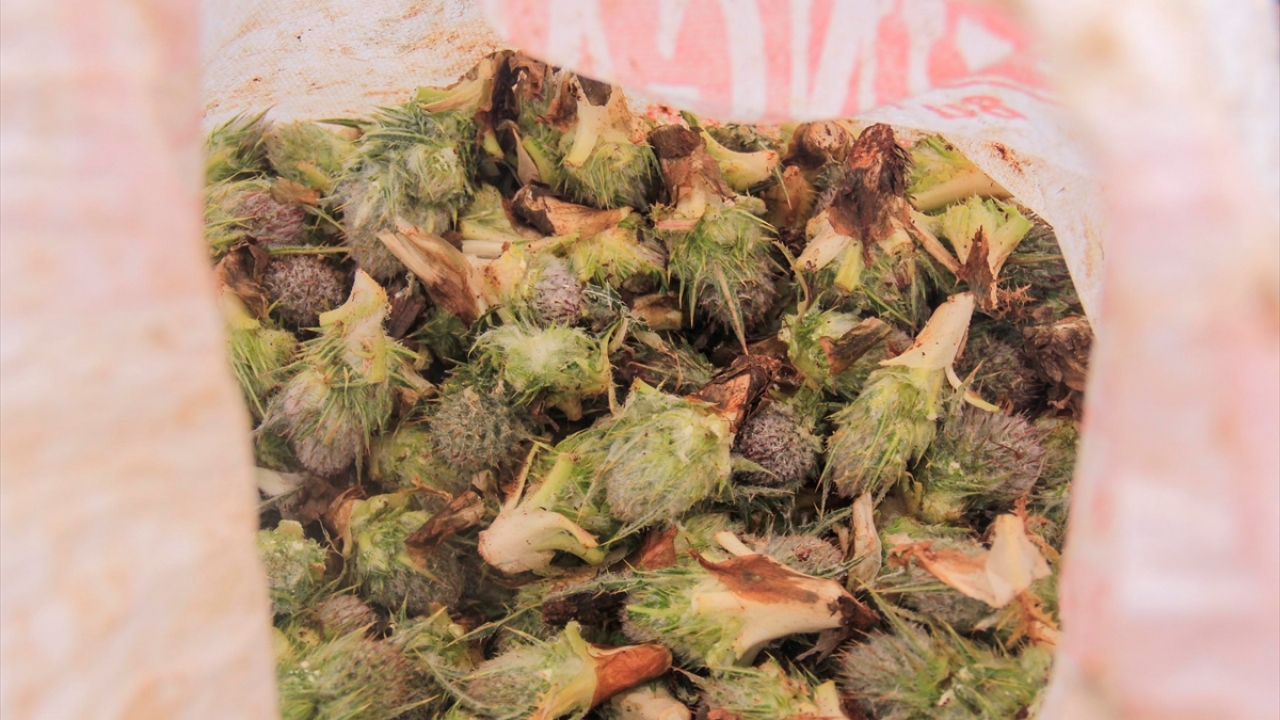 Bölgede hemen her alanda yetişen ve bilimsel adı "gundelia tourneefortii" olan kengerin kökündeki sıvıdan ise sonbahar aylarında kadınlarca sakız yapılıyor.