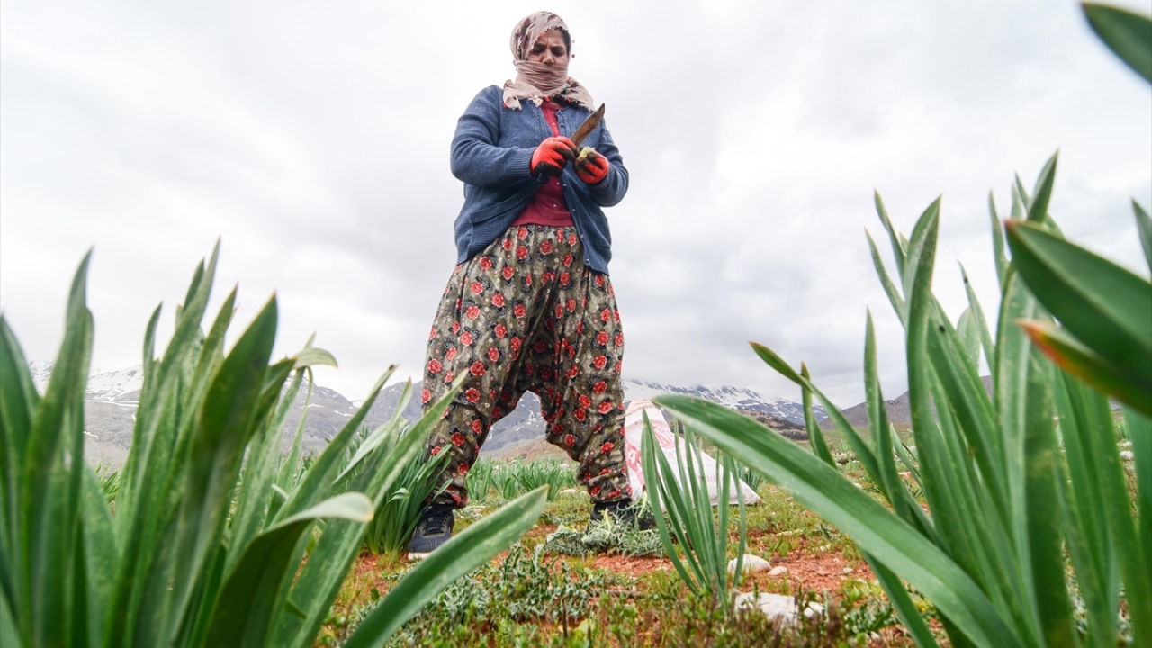 Günün erken saatlerinde ilçeye bağlı Konaklar, Güneykonak, Öveçler, Paşadüzü ve Akyayık köyleri yakınlarındaki arazilere giden kadınlar, kenger toplamak için güneş altında saatlerce zorlu bir mesai yapıyor. 